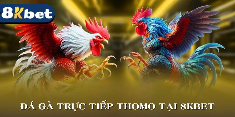 Đá Gà Trực Tiếp Thomo Hôm Nay - Cập Nhật Mới Nhất Tại 8KBET